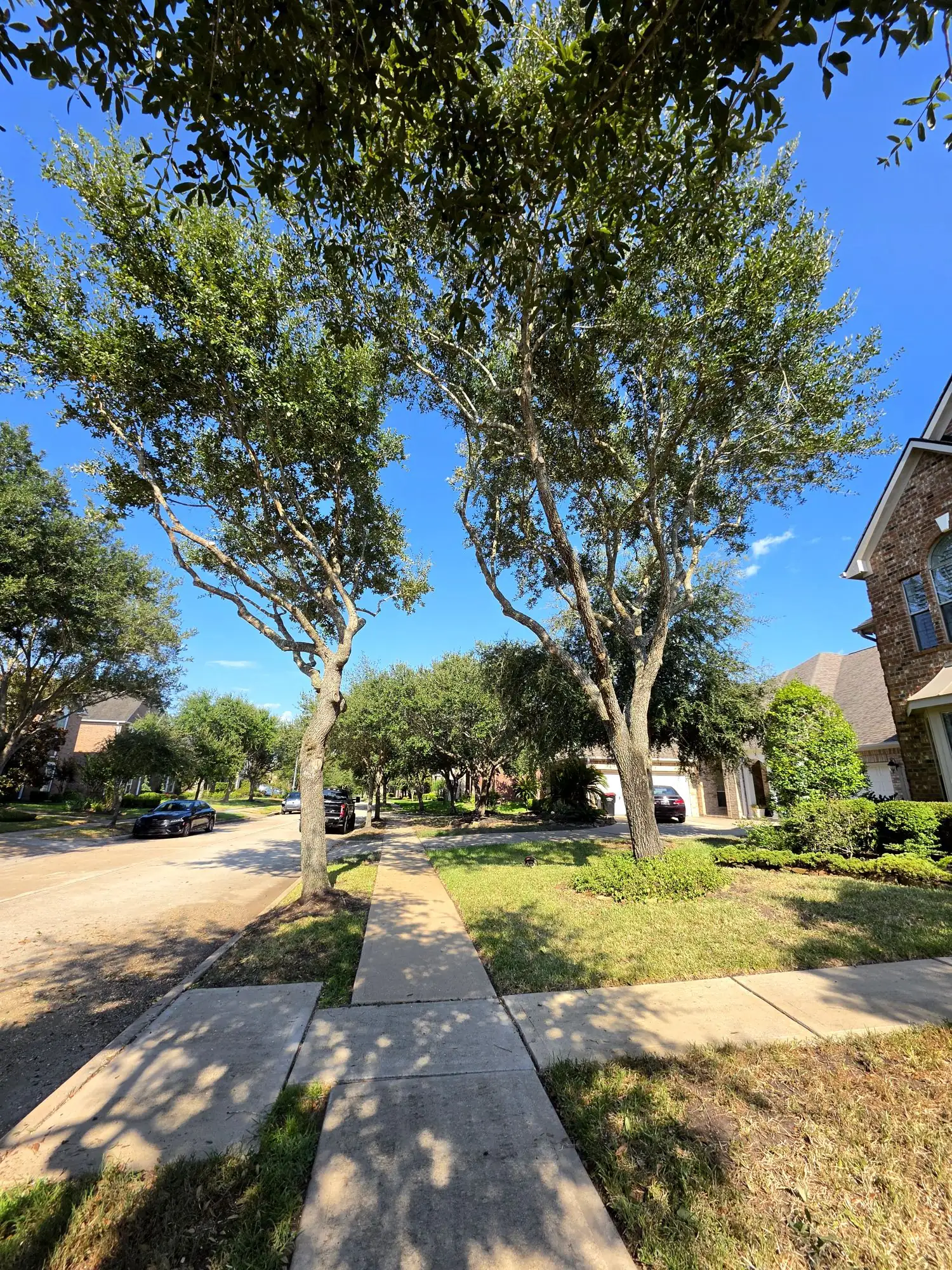 Luis Tree Services team at work