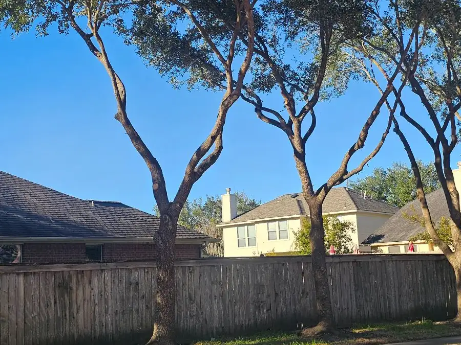Luis Tree Services project photo 2