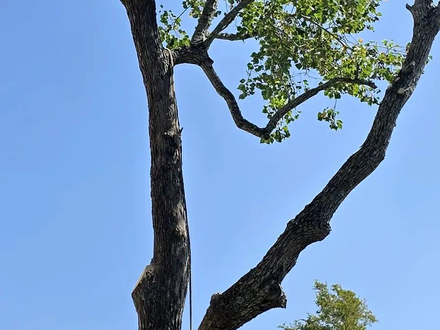 Luis Tree Services project photo 5