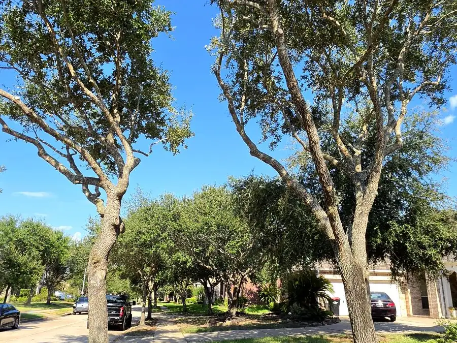 Luis Tree Services project photo 4