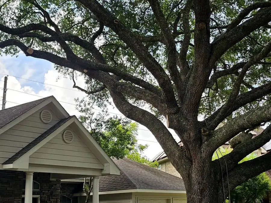 Luis Tree Services project photo 1