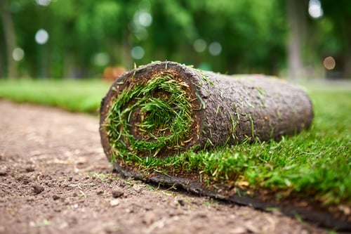 Watering New Sod Through a Texas Summer, Week by Week