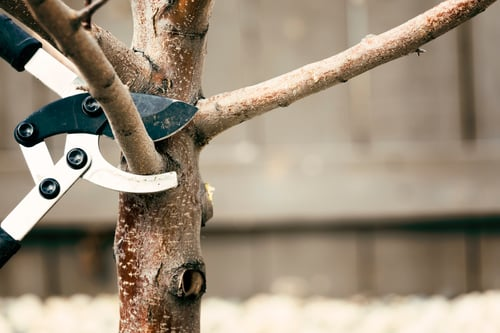 When to Trim Trees in the Houston Area, and When to Leave Them Alone