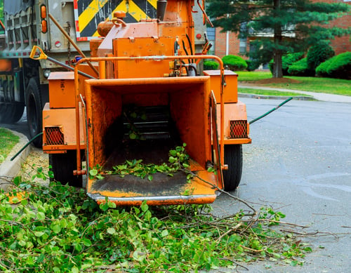 Tree Trimming & Pruning