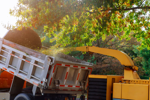 Project gallery — Luis Tree Services